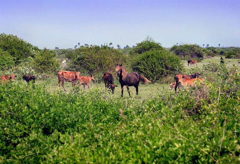 Delft Island, Sri Lanka